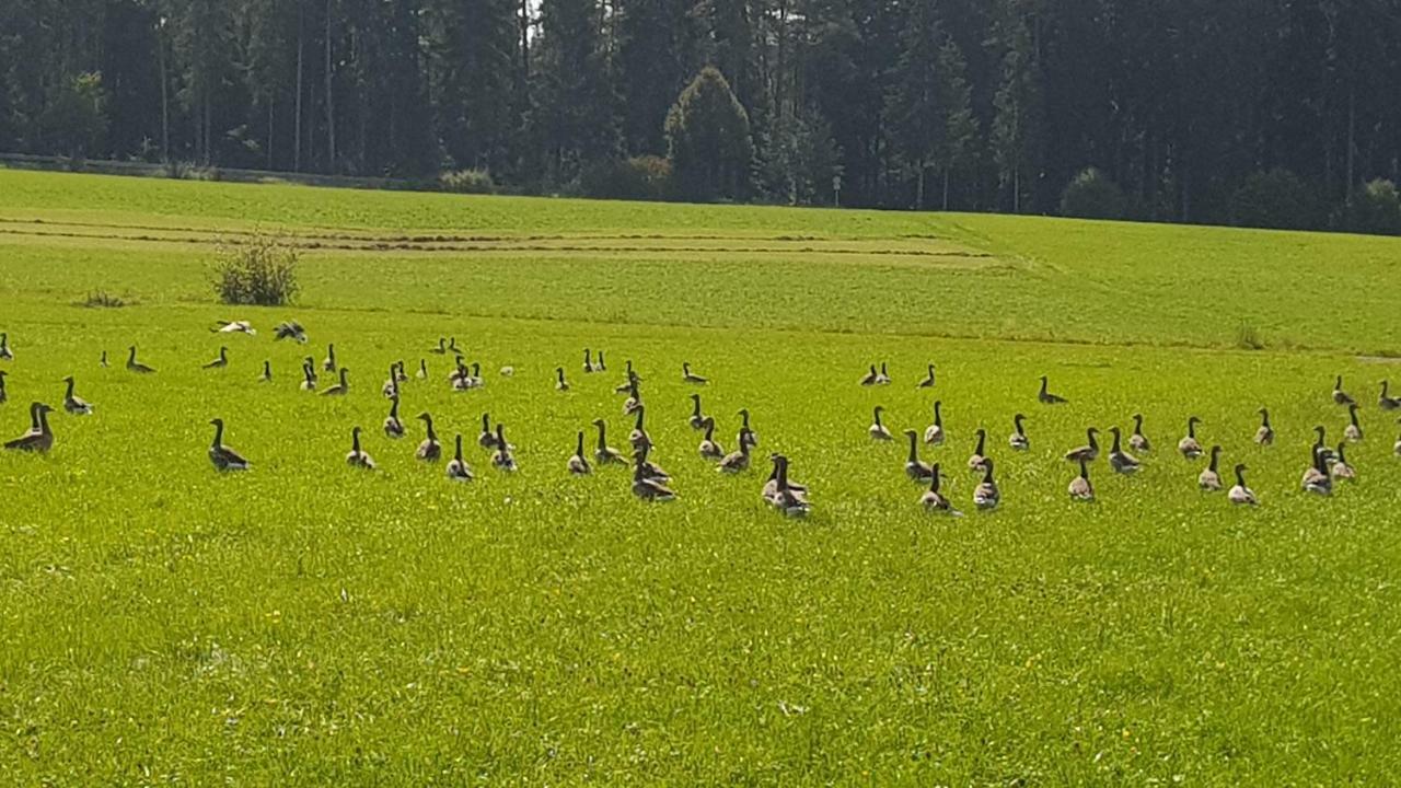 Ferienwohnung Am Kirnbergsee Unterbrand Exteriör bild